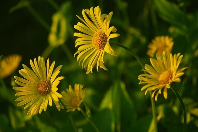 Sun flowers